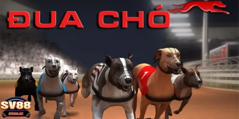 cá cược đua chó Tìm hiểu vài nét về cá cược đua chó là gì?
