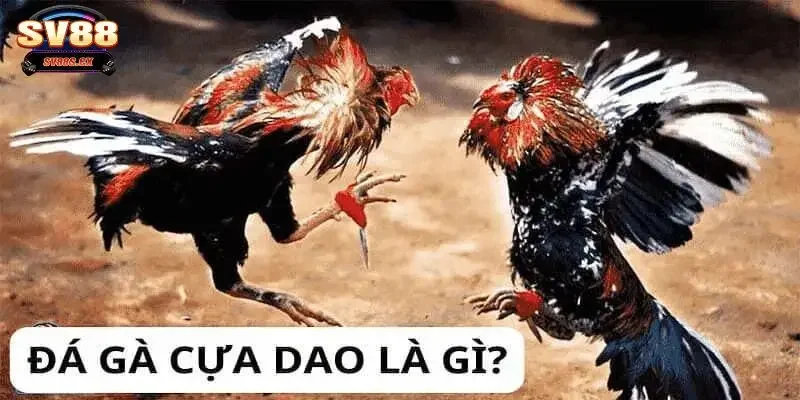 đá gà cựa dao Tổng quan về đá gà cựa dao kịch tính và đặc sắc