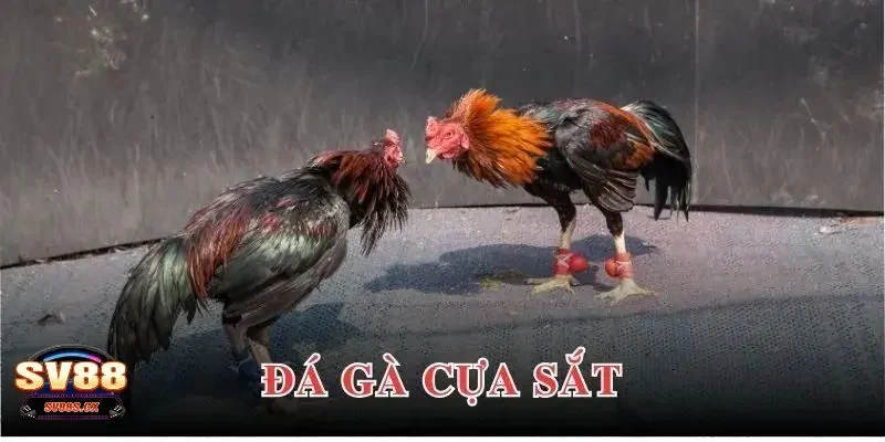 đá gà cựa sắt Tìm hiểu thông tin chung về đá gà cựa sắt là gì?