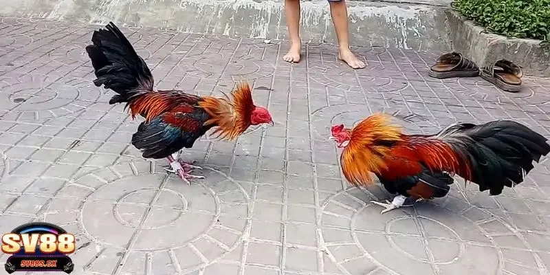 đá gà cựa sắt Chia sẻ kinh nghiệm cá cược đá gà cựa sắt hay từ các cao thủ