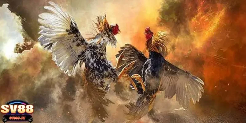 đá gà SV88 Hướng dẫn quy trình chơi đá gà SV88 cùng cao thủ